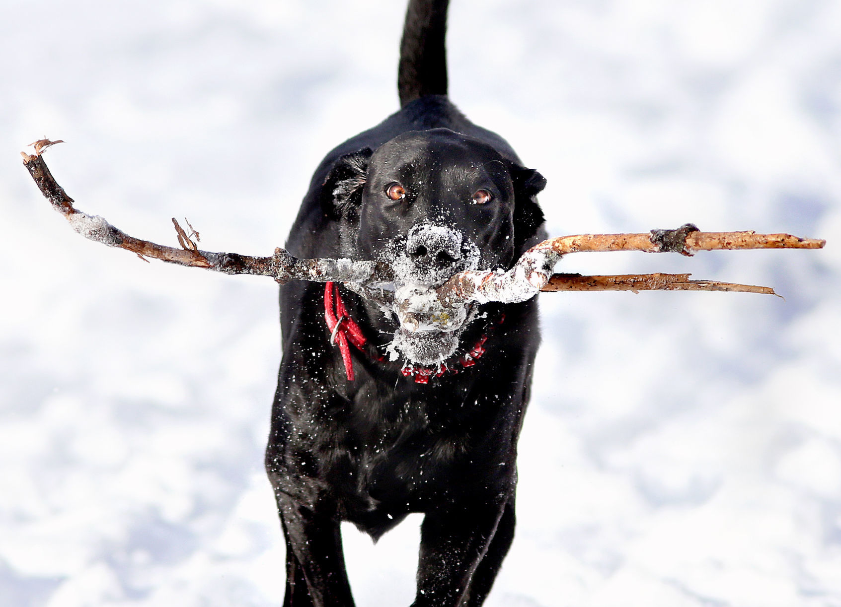 Sticks and snow